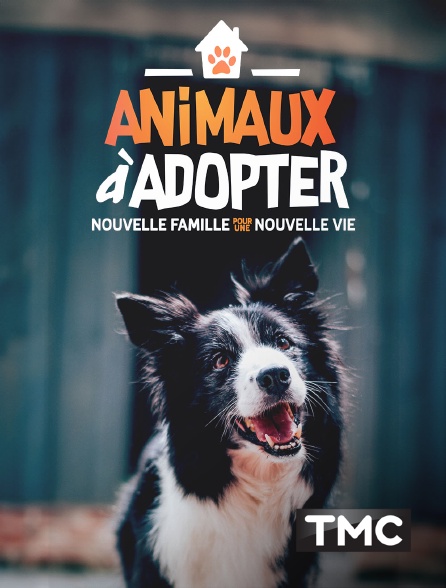 ANIMAUX A ADOPTER - REDIFFUSIONS